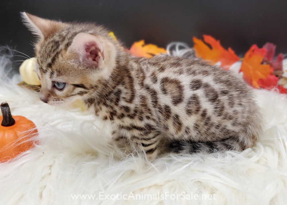 TICA Bengal kitten for Sale