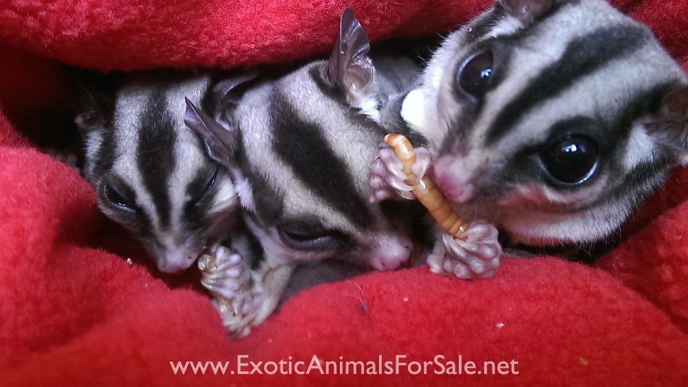 Sugar Gliders Joeys for Sale