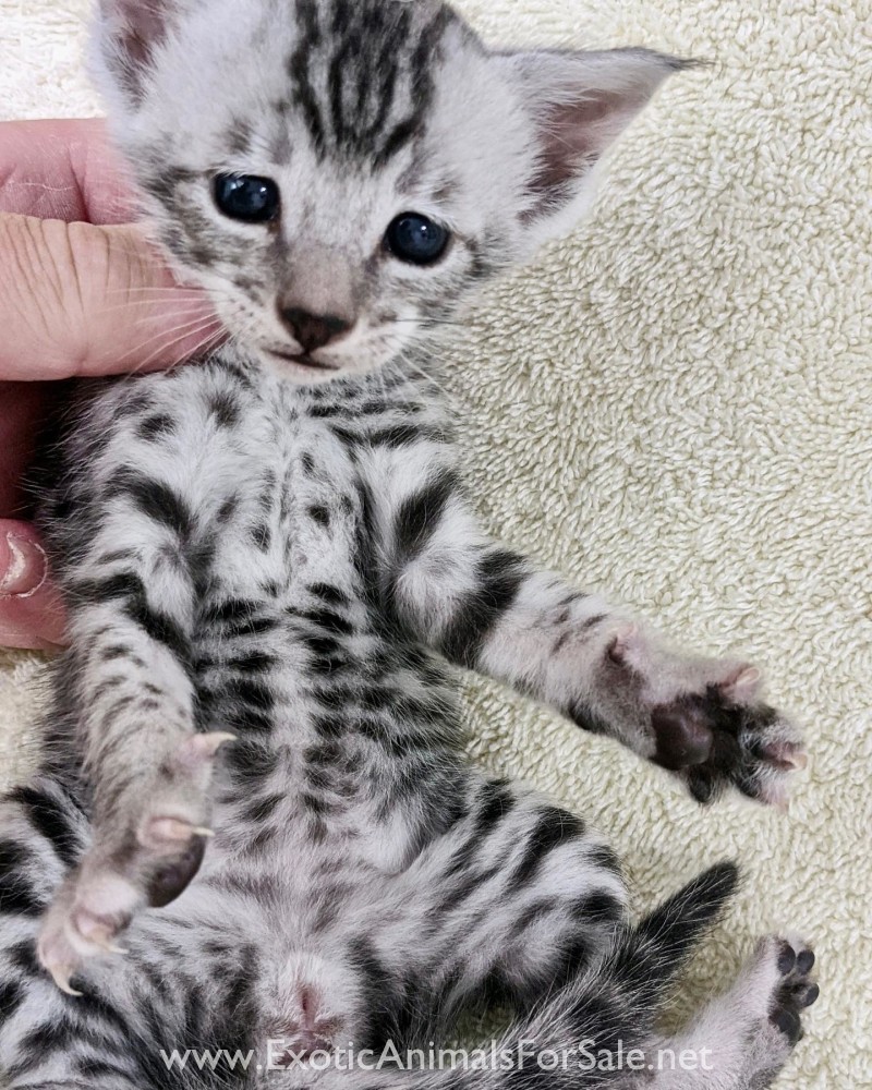 F3 Savannah Kitten "GRETTA" for Sale