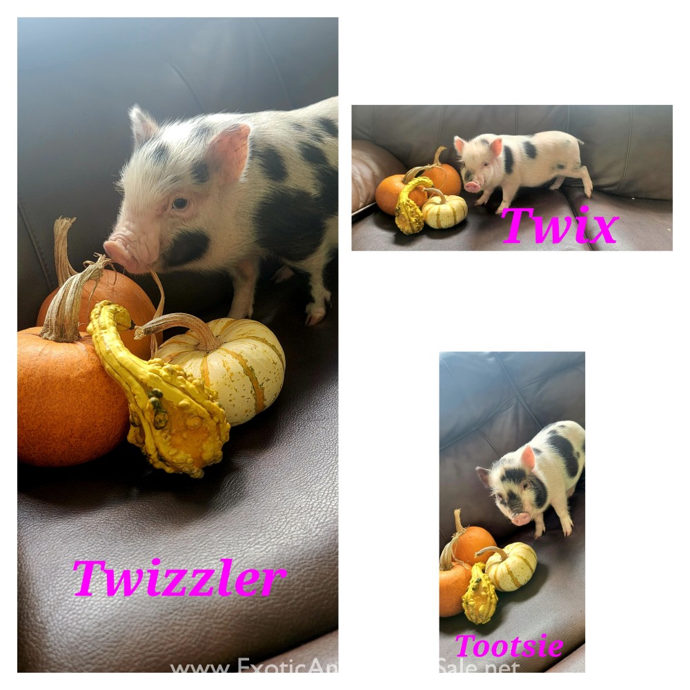 Juliana pigs for Sale