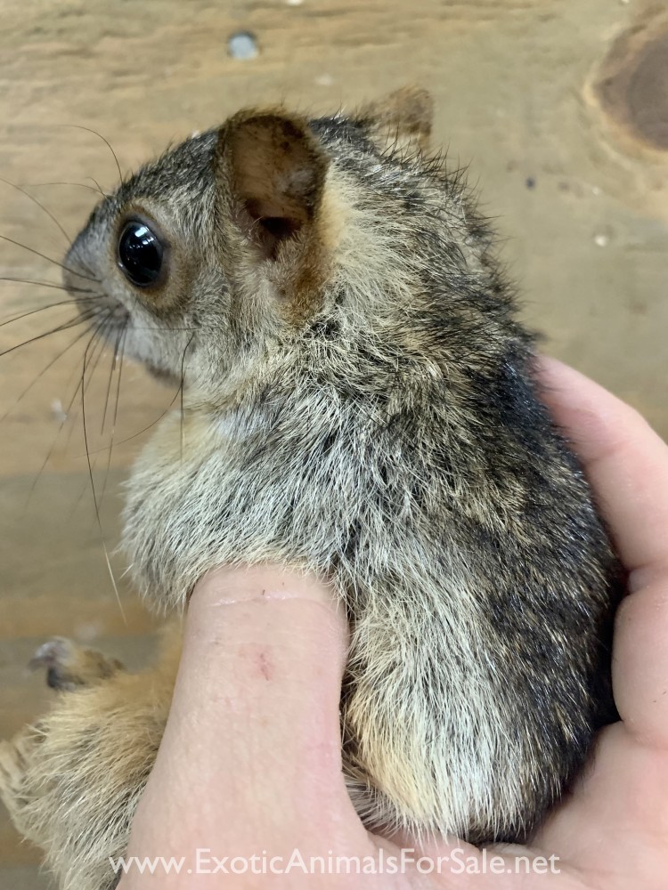 Variegated Squirrel for Sale