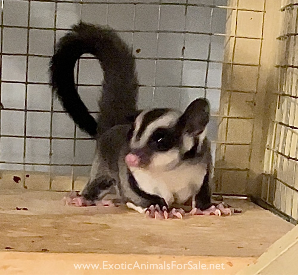Baby Joey Black Beauty Sugar Glider Male for Sale