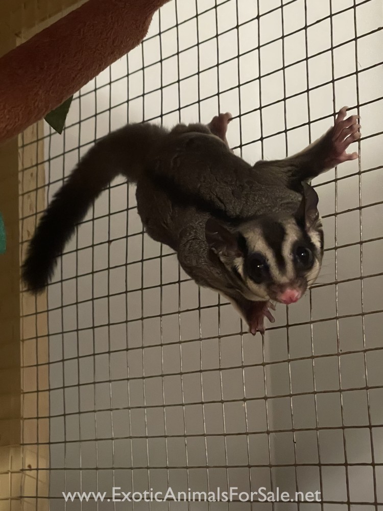 Baby Joey Black Beauty Sugar Glider Male for Sale