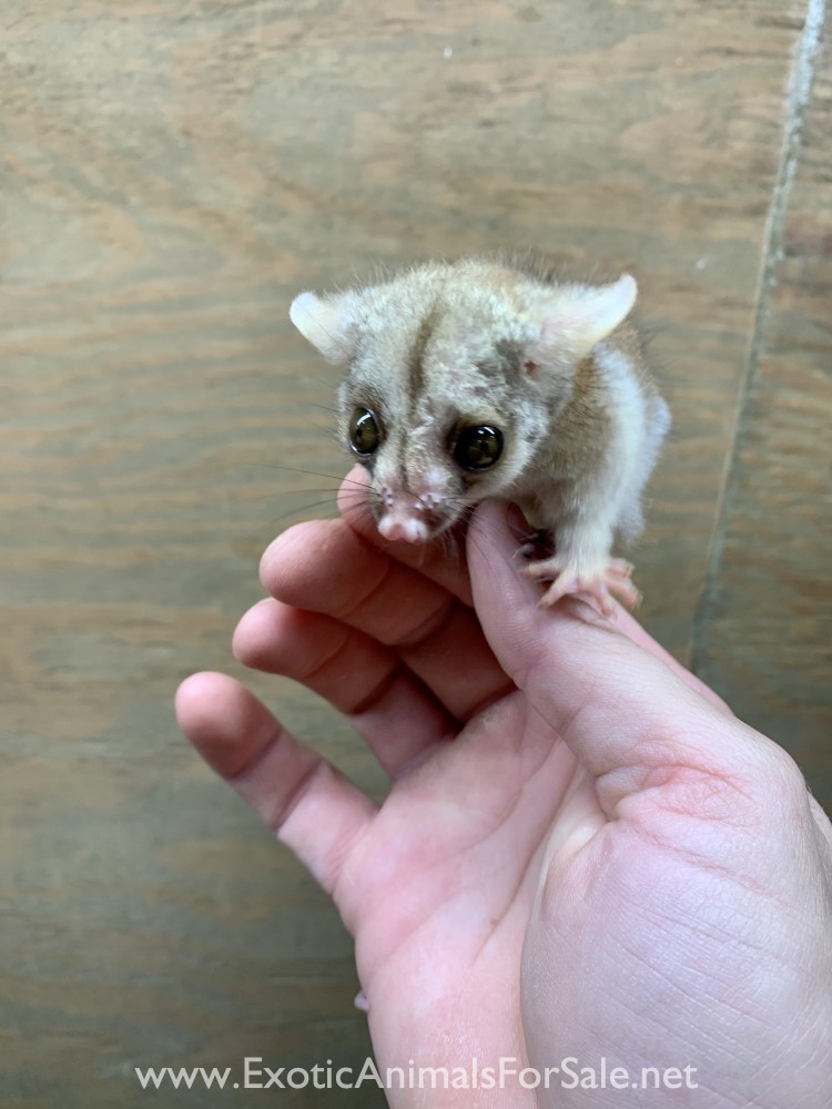 Baby Woolly Opossum for Sale