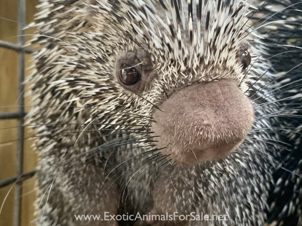 Female Juvenile Prehensile Tailed Porcupine for Sale