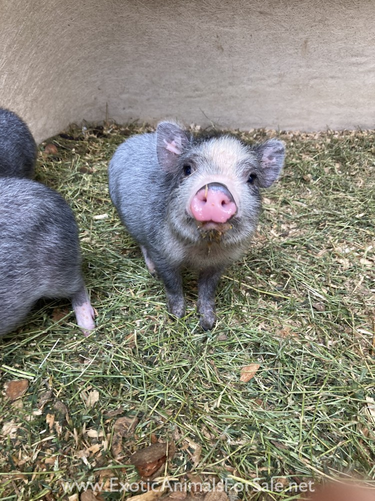 Mini Piglets for Sale