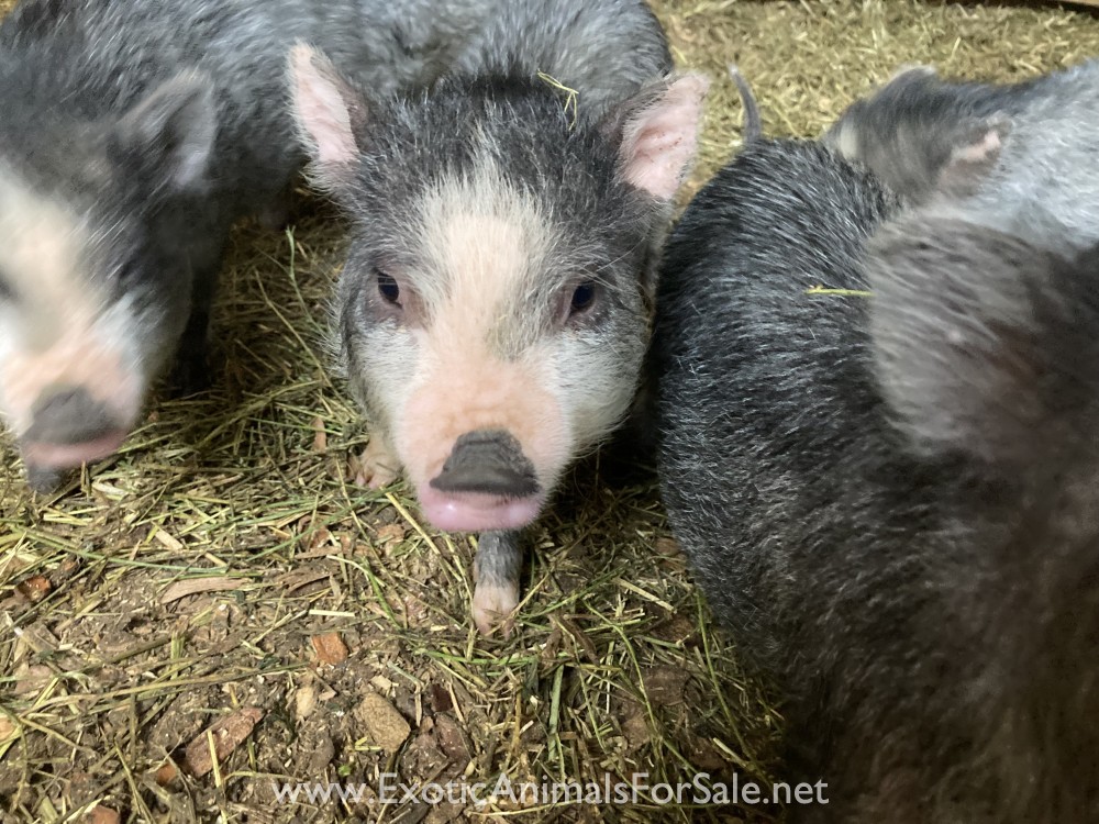 Mini Piglets for Sale