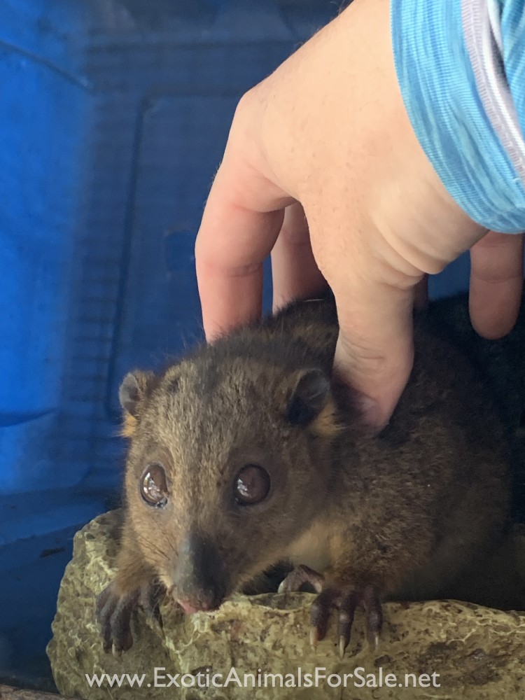Southern Cuscus Males and Females for Sale