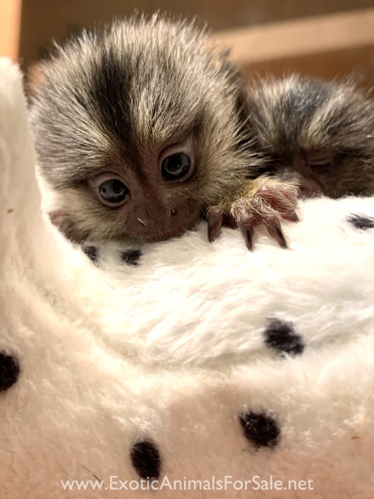 Baby Marmoset Monkey for Sale