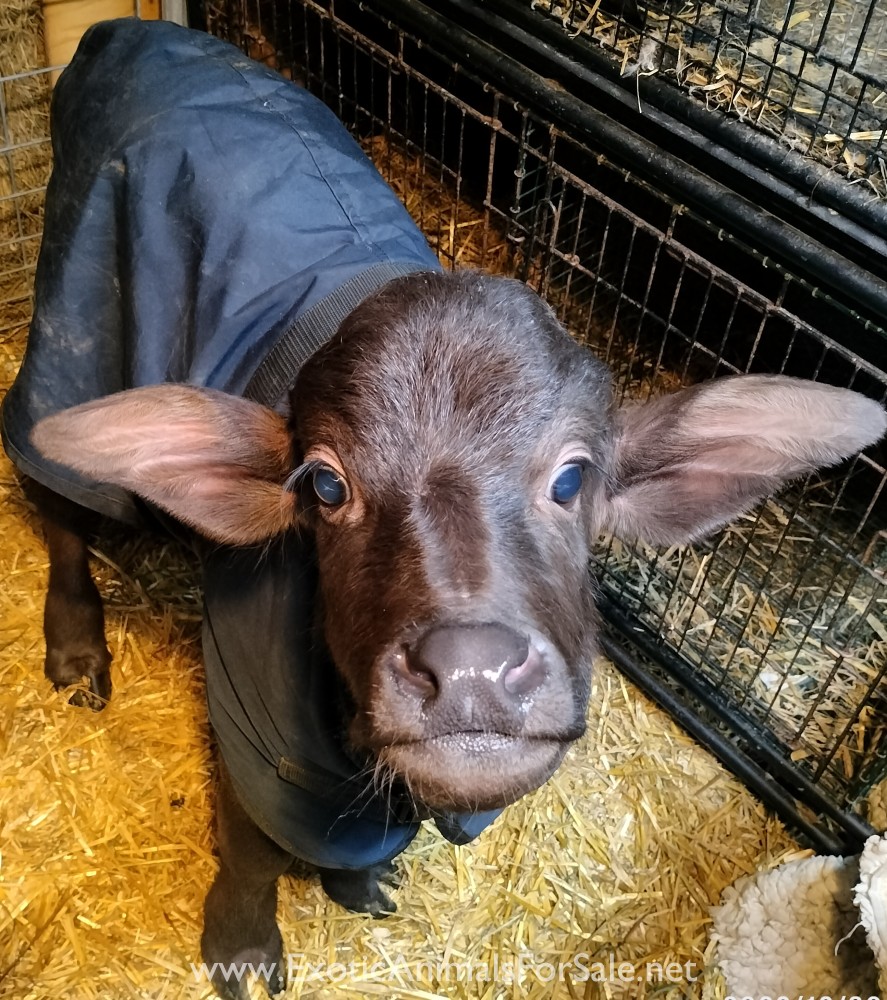 Water buffalo bull calves for Sale