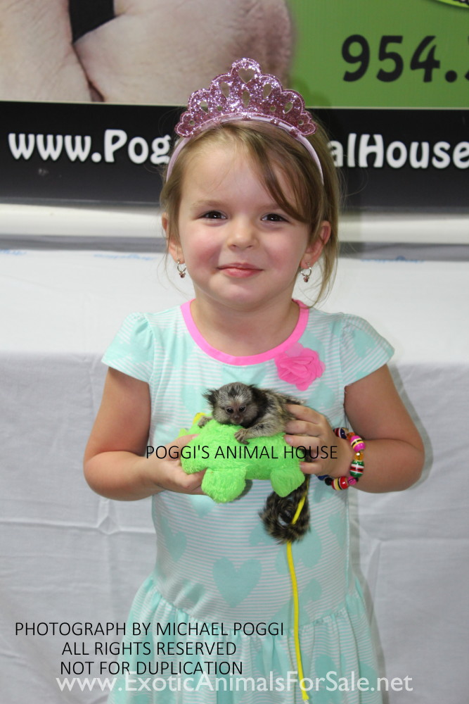 MARMOSETS (AKA POCKET MONKEY AVAILABLE !!) FINANCING AVAILABLE