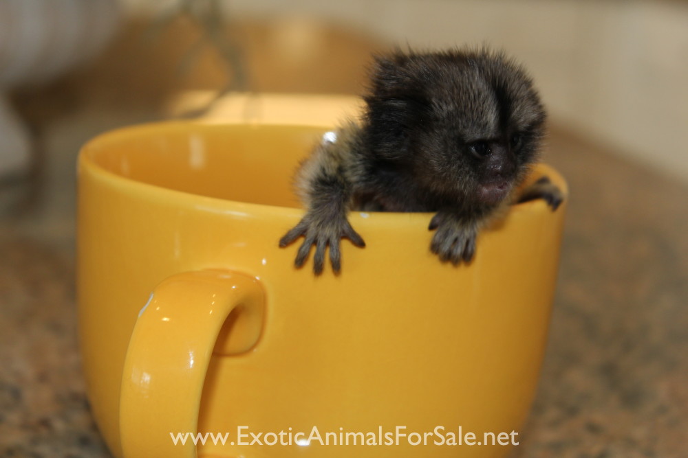 MARMOSET FOR SALE, POCKET MONKEY, AKA FINGER MONKEY. FINANCING