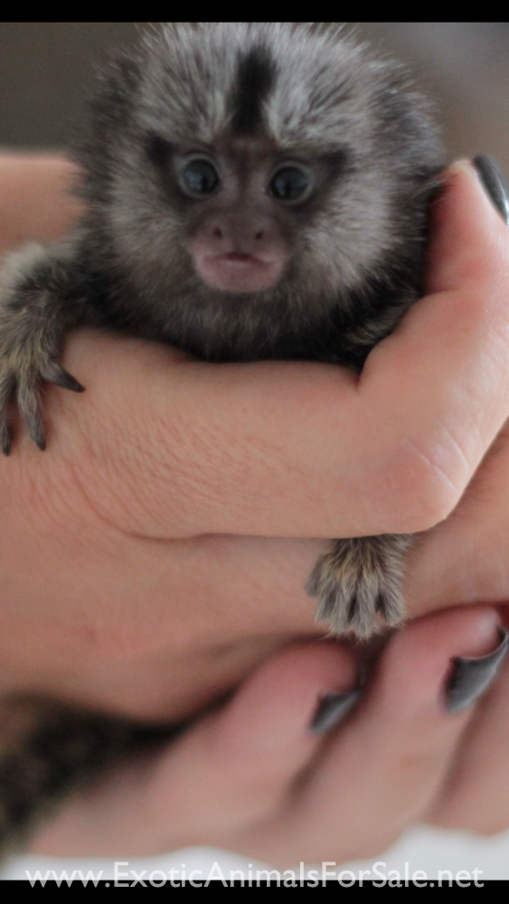 MARMOSETS (AKA POCKET MONKEY AVAILABLE !!) FINANCING AVAILABLE