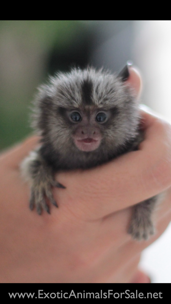 MARMOSETS (AKA POCKET MONKEY AVAILABLE !!) FINANCING AVAILABLE