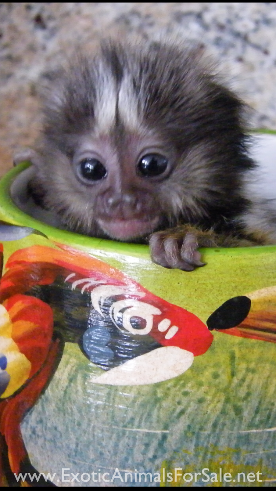 BABY MARMOSETS (AKA POCKET MONKEY AVAILABLE !!) FINANCING AVAILABLE