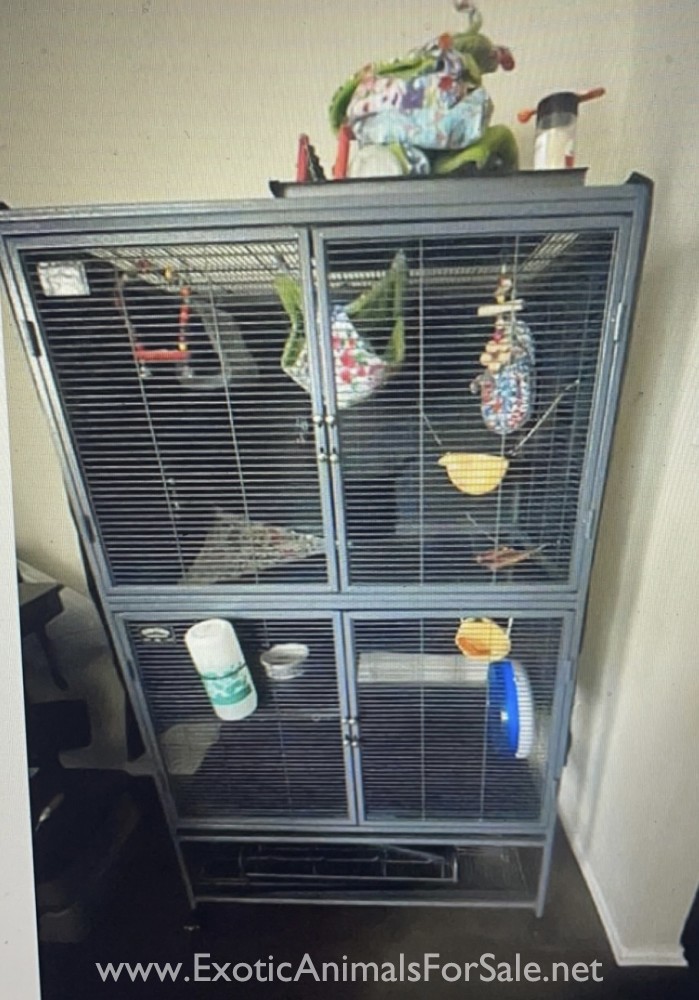 Sugar Gliders for Sale