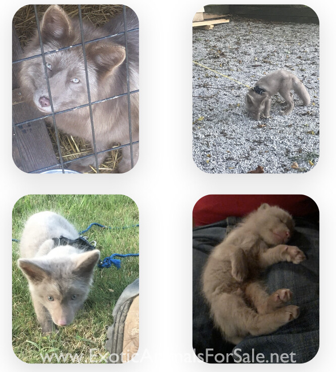 Fox kits for sale for Sale