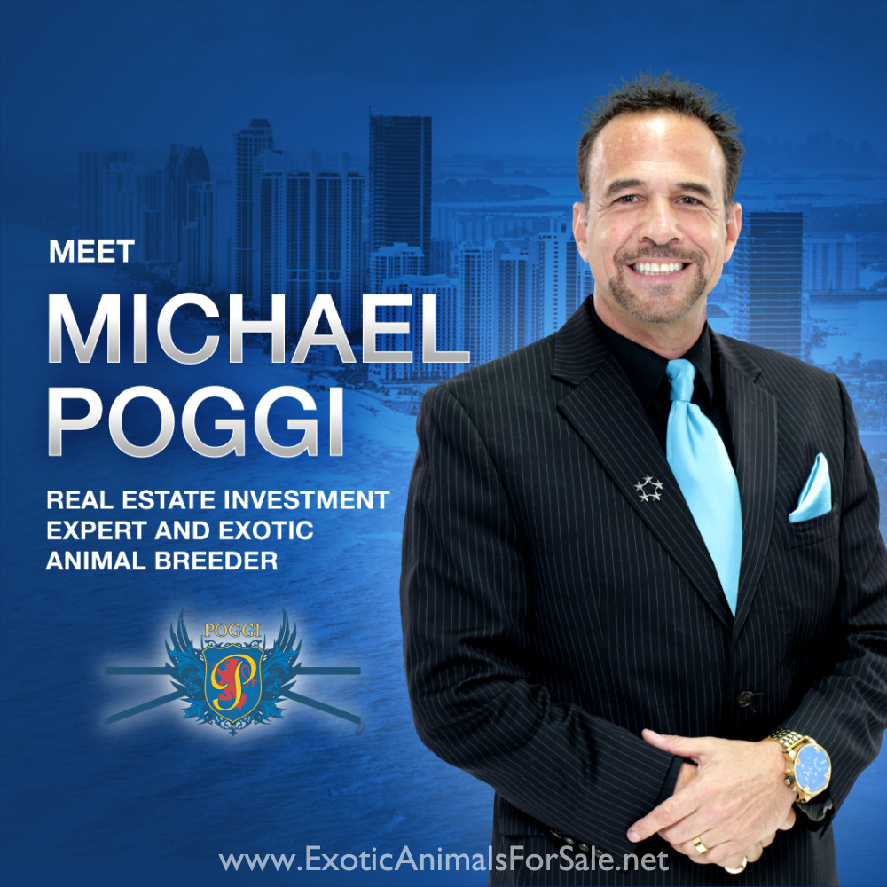 MONKEY FOR SALE, POCKET MONKEY, AKA FINGER MONKEY. FINANCING AVAILABLE