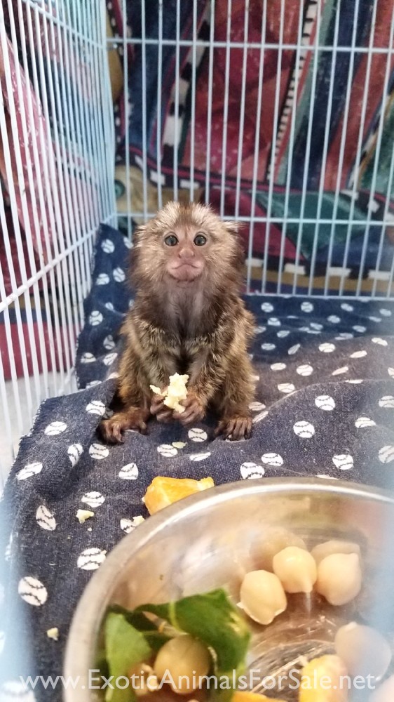 MARMOSET FOR SALE, POCKET MONKEY, AKA FINGER MONKEY. FINANCING