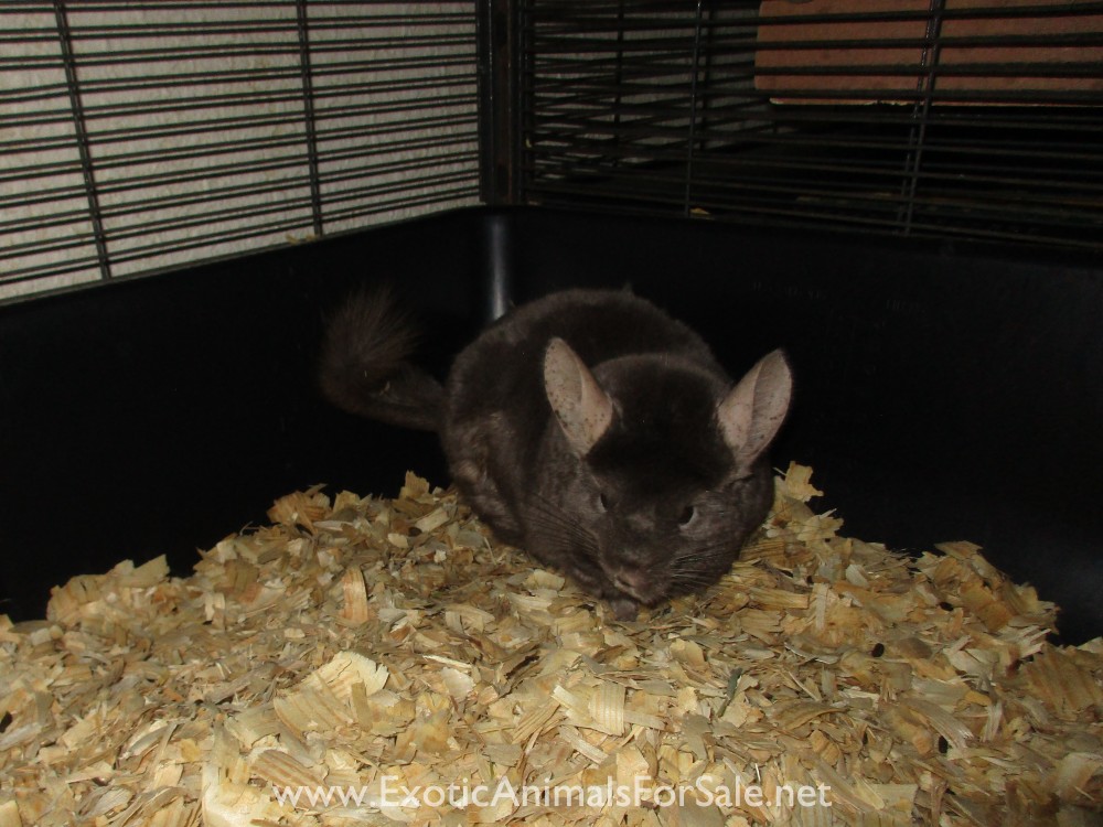 Chinchillas Near Me