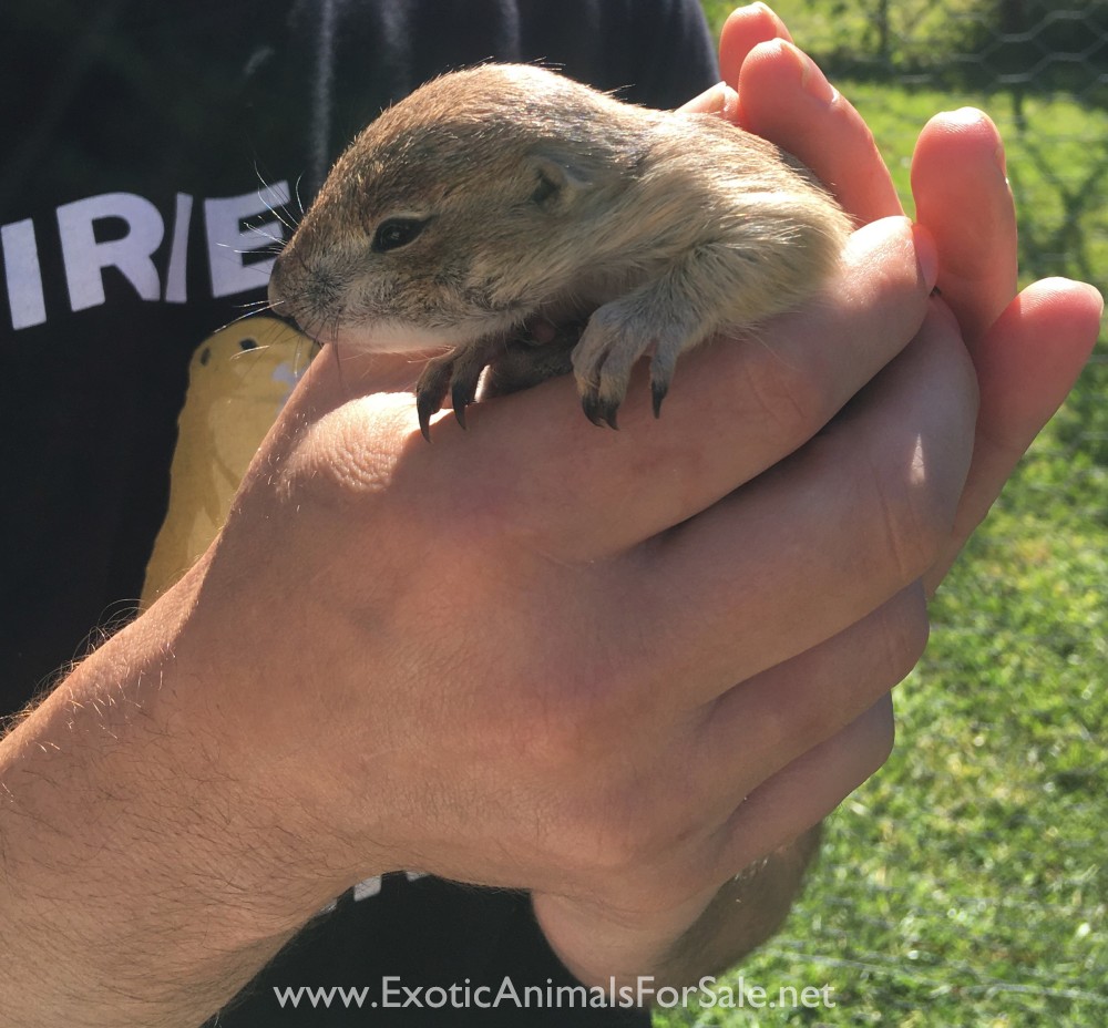 Baby Prairie Dogs for Sale