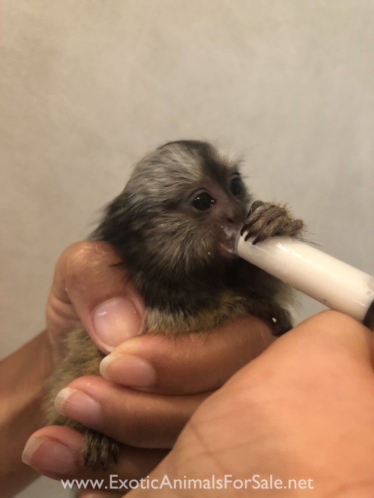 BABY MONKEY FOR SALE, POCKET MONKEY, AKA FINGER MONKEY. FINANCING