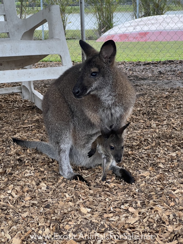 Wallaby for Sale