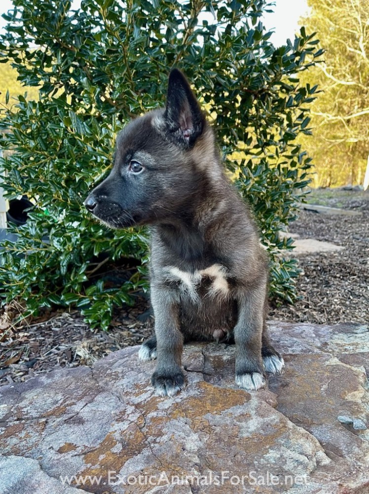 Howling Hickory Hollow Puppies for sale for Sale