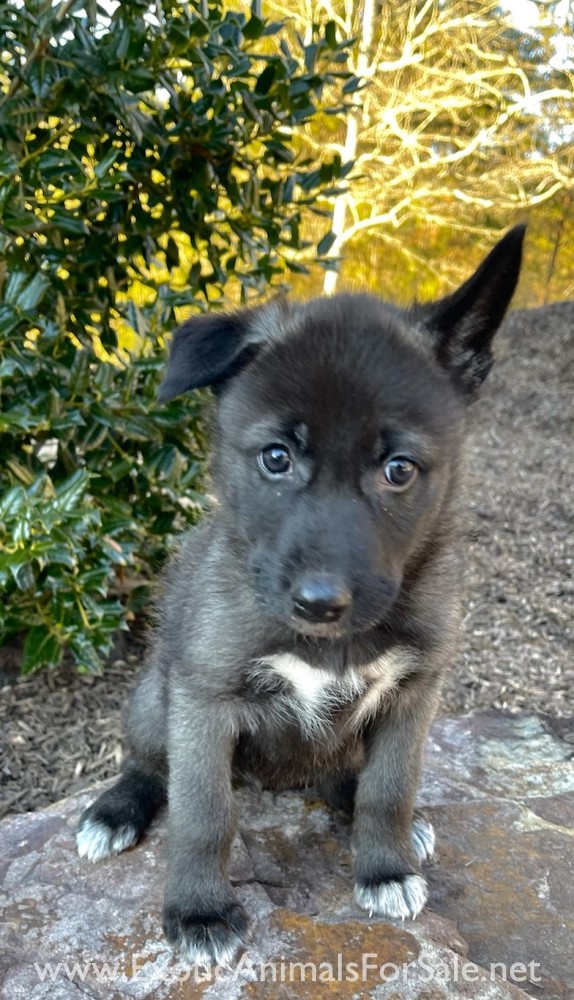 Howling Hickory Hollow Puppies for sale for Sale