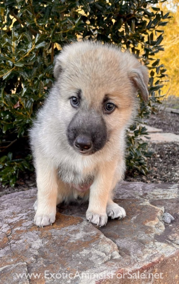 Howling Hickory Hollow Puppies for sale for Sale