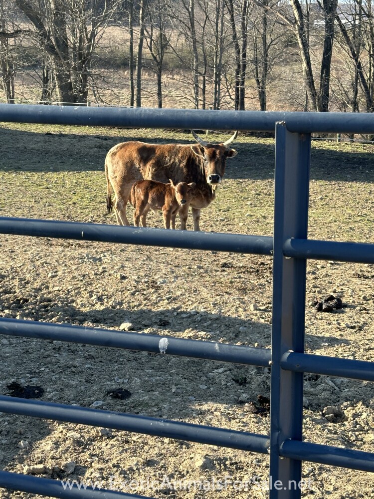 Mini zebu for Sale