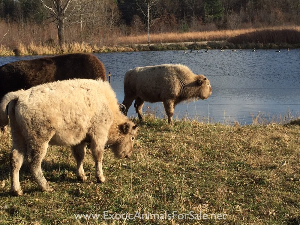 White Bison Buffalo for Sale
