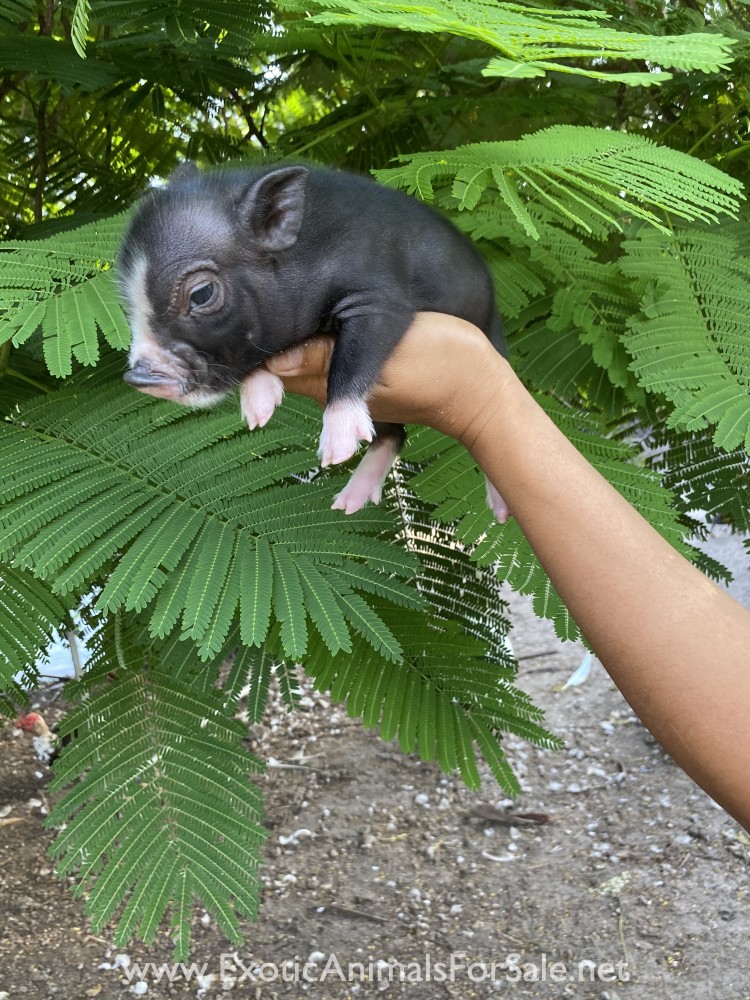 MINI PIGS FOR SALE !! VERY SMALL 35 LBS FULL GROWN ONLY for Sale