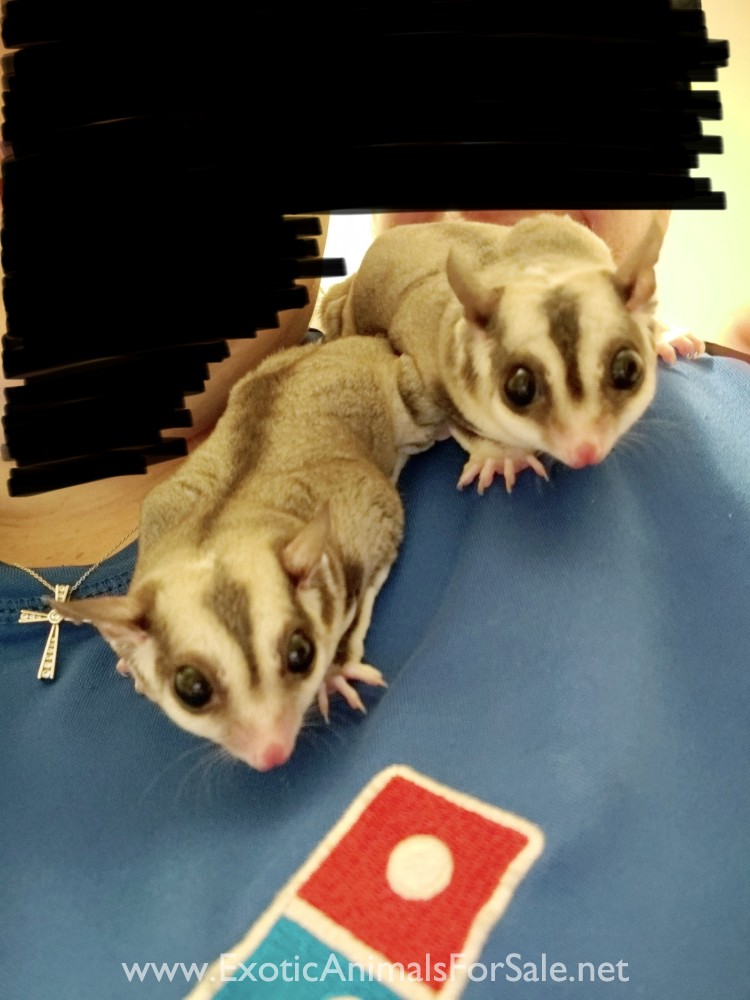 Sugar Gliders for Sale