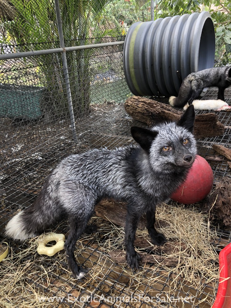 BABY SILVER FOXES FOR SALE !! SOCIALIZED , TAME AND HEALTHY for Sale