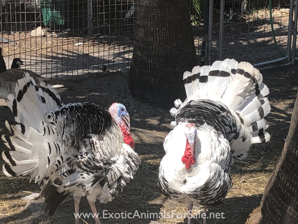 GIANT ROYAL PALM TURKEYS FOR SALE for Sale