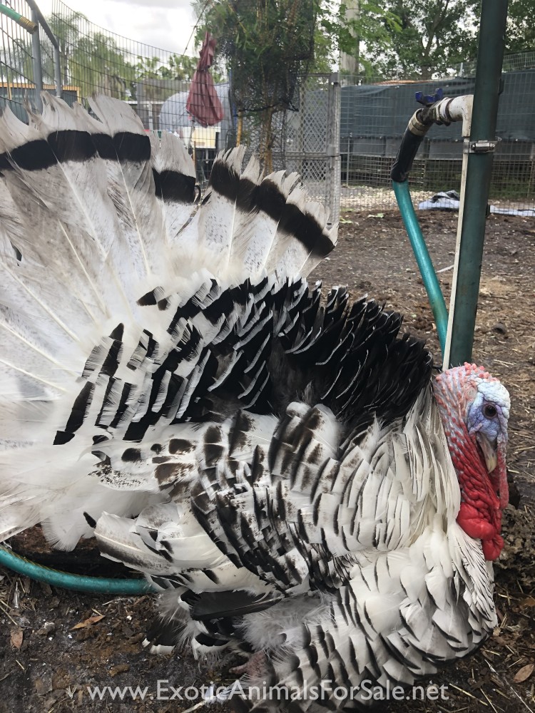GIANT ROYAL PALM TURKEYS FOR SALE for Sale