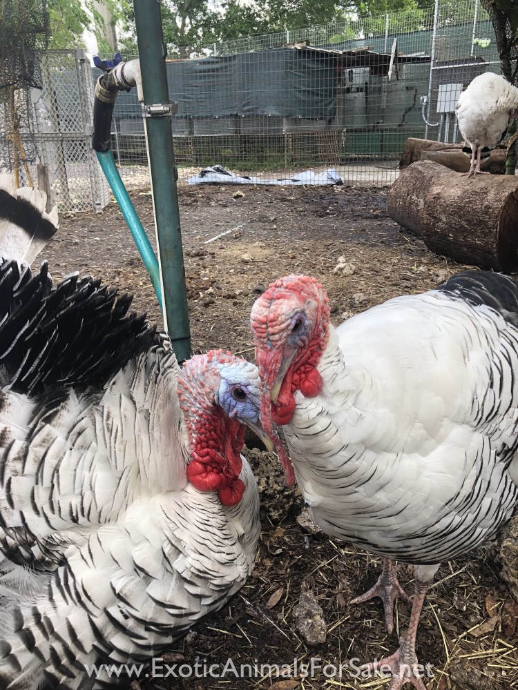 GIANT ROYAL PALM TURKEYS FOR SALE for Sale