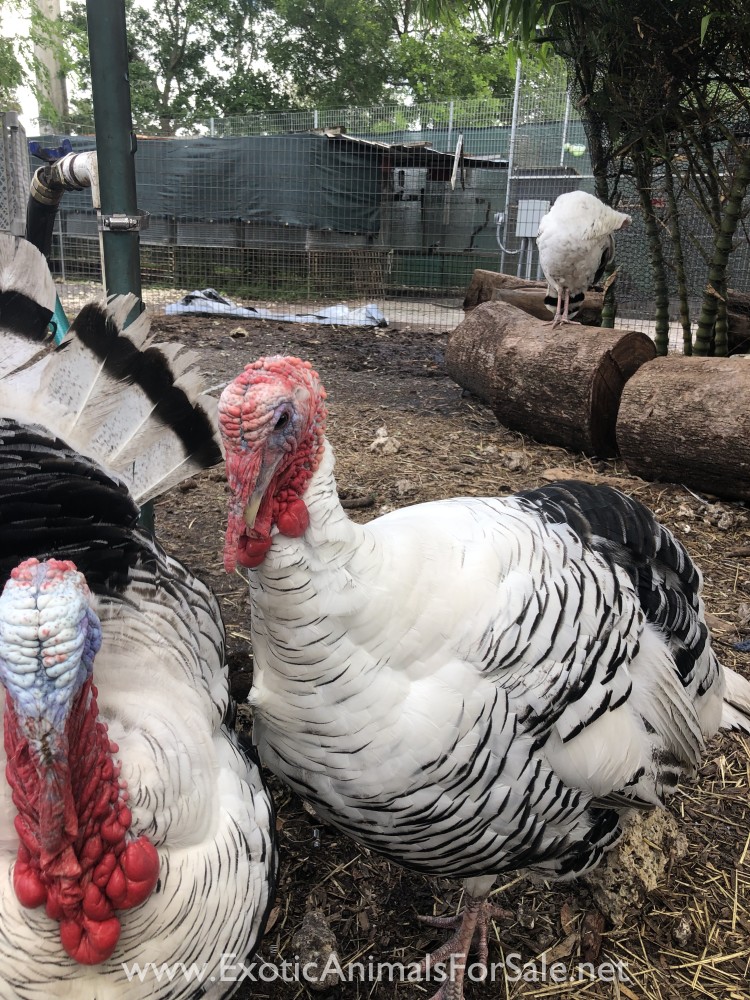GIANT ROYAL PALM TURKEYS FOR SALE for Sale