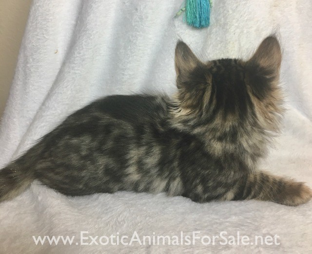 Beautiful Cashmere Bengal kittens available as pets for Sale