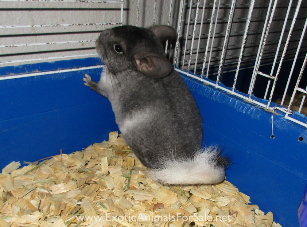 Chinchillas For Sale Oklahoma City OK for Sale