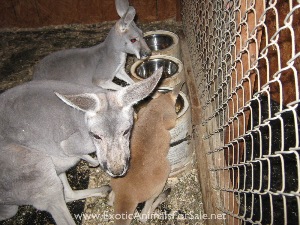 MALE RED KANGAROO for Sale