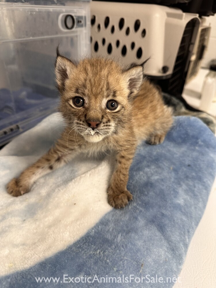 Eurasian Lynx Kittens for Sale
