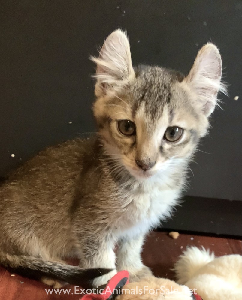 F2 Jungle Curl / Chausie Kitten for Sale