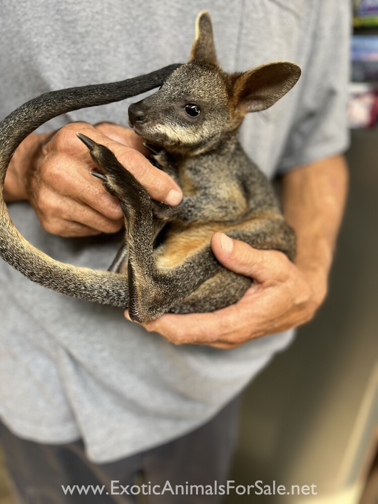 Swamp or black tailed wallaby for Sale