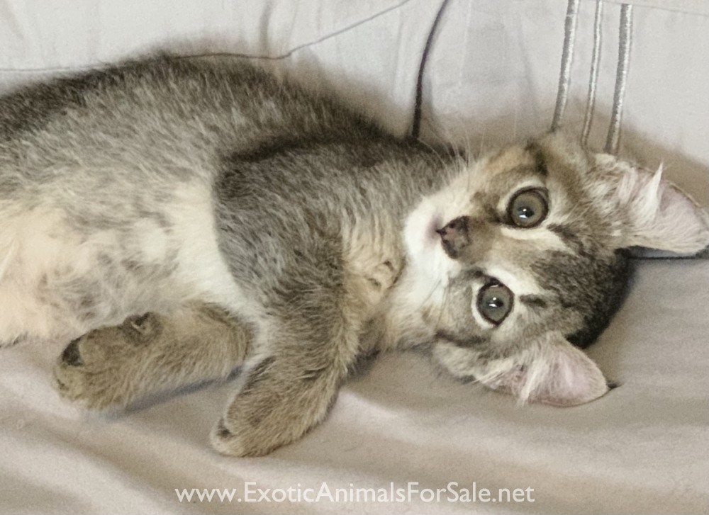 F2 Jungle Curl / Chausie Kitten for Sale