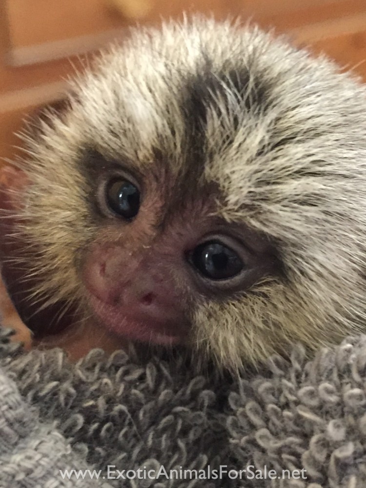 Marmosets for Sale