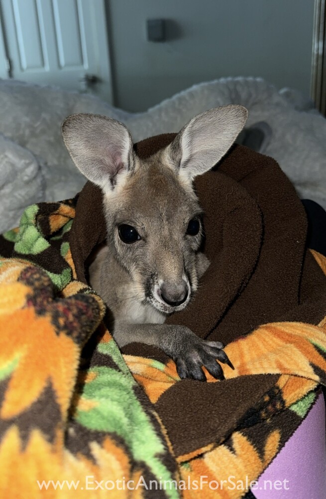 Kangaroos For Sale
