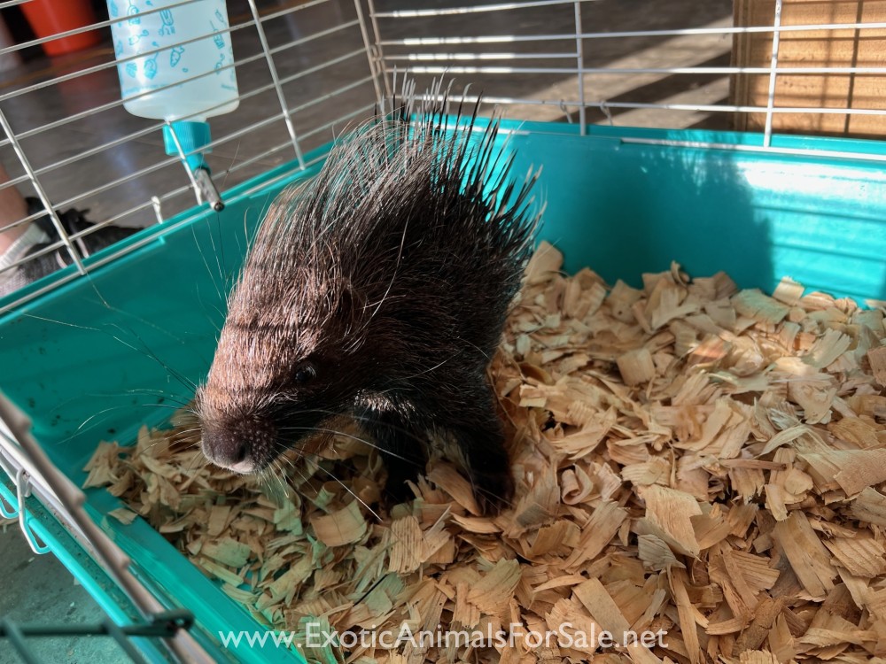 African Crested Porcupine for Sale