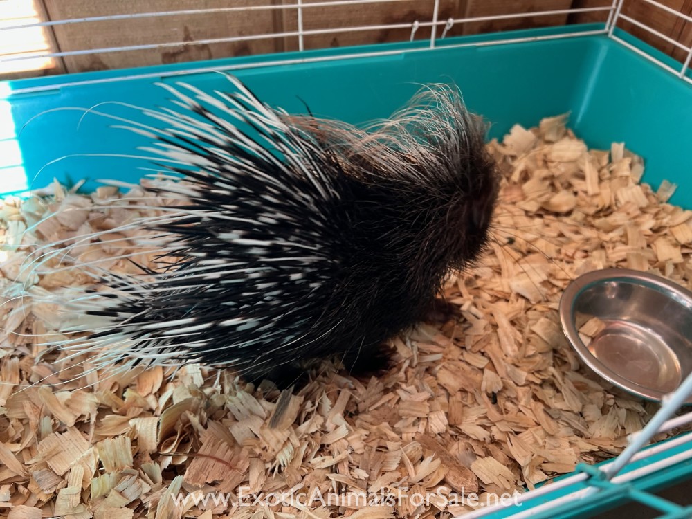 African Crested Porcupine for Sale